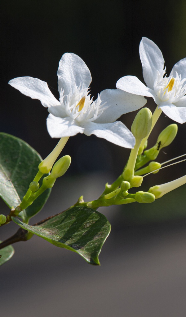 Белые цветы с бутонами и зелеными листьями на ветке 