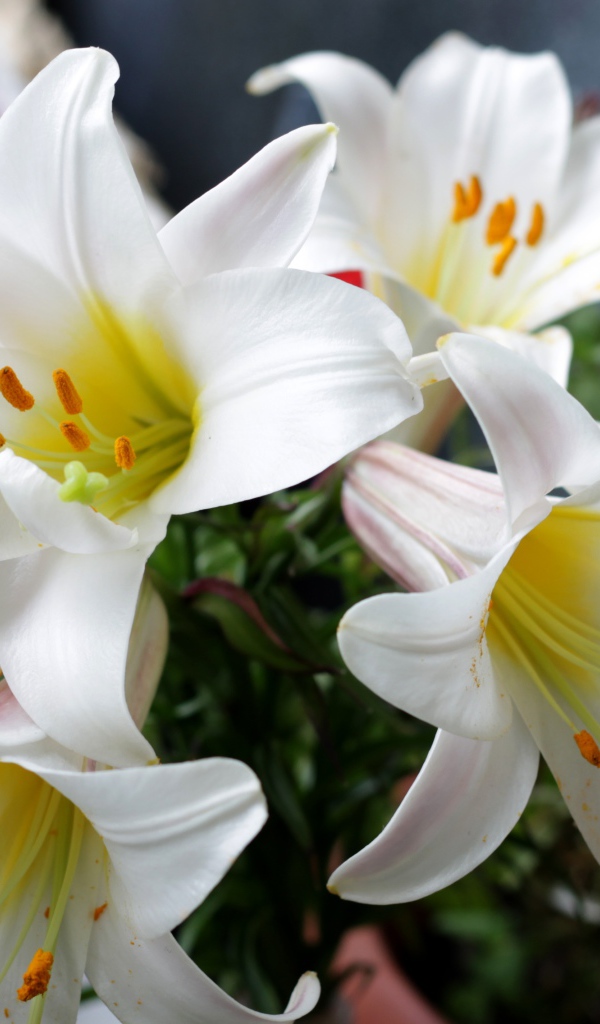 Белые садовые лилии в букете