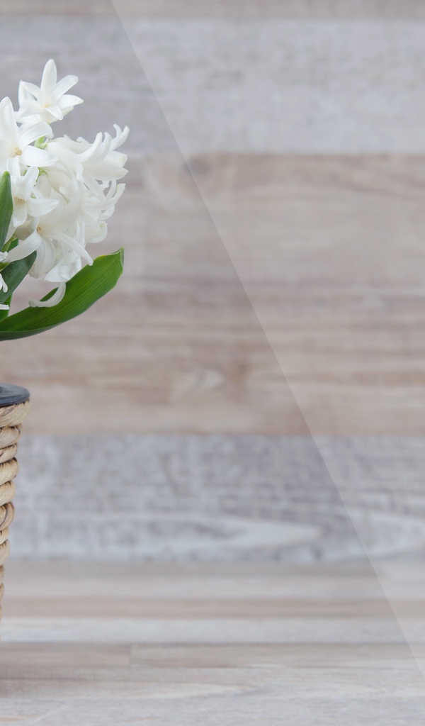 Белые цветы гиацинта в горшке на фоне стены