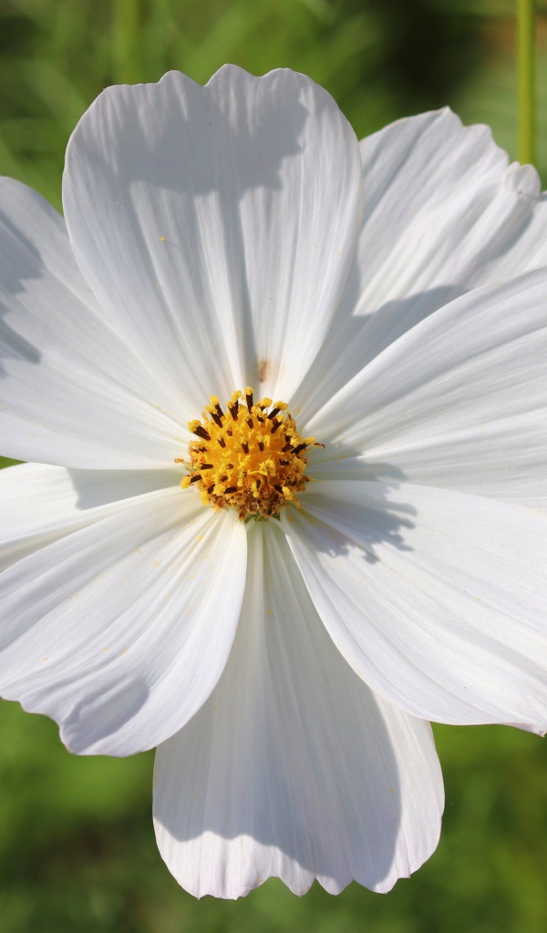 Белый цветок космея крупным планом