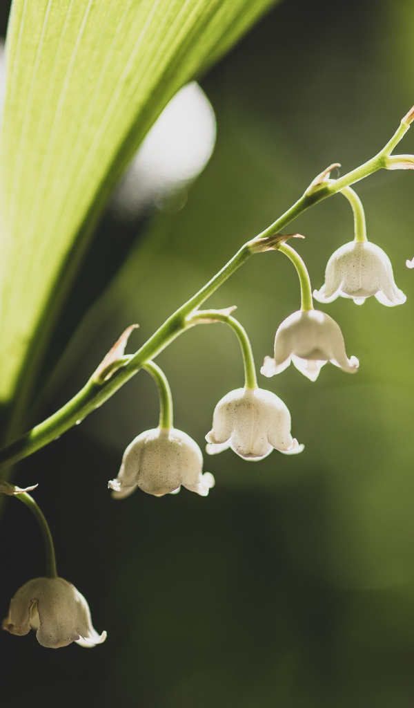 Белые ландыши с зелеными листьями