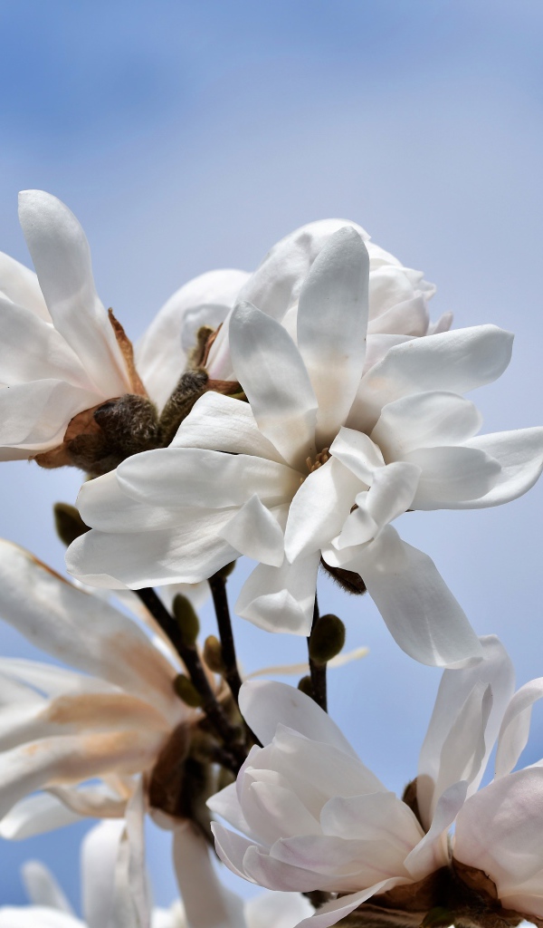 Белые цветы магнолии на голубом фоне