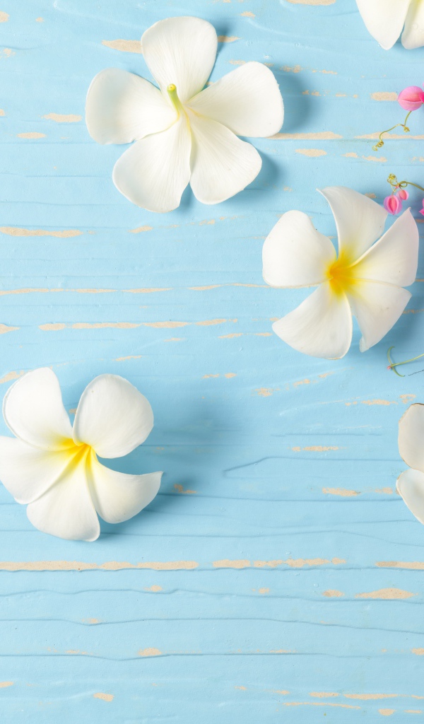 Белые цветы плюмерии на голубом фоне