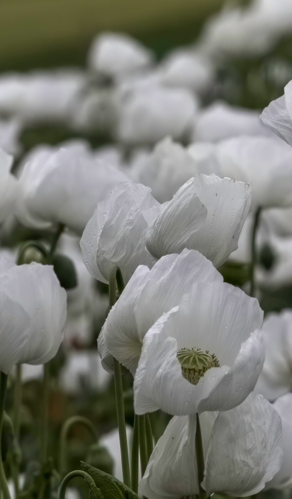 Белые маки с бутонами крупным планом