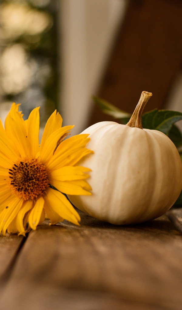 Белая тыква с желтым цветком на лавке 