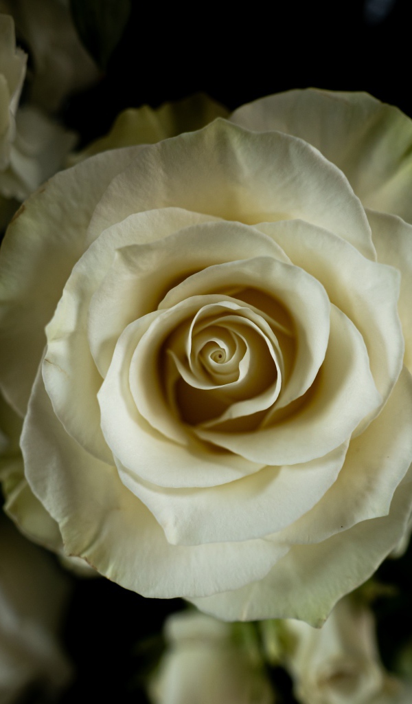 Белая роза с цветами  гортензии на черном фоне