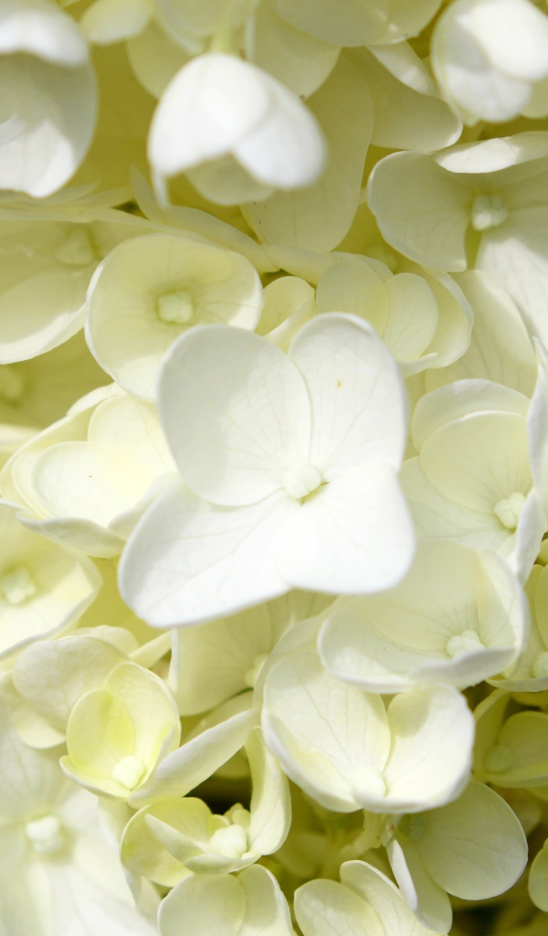 Белые мелкие цветы гортензии крупным планом