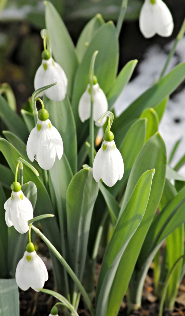 Белые подснежники с зелеными листьями на земле