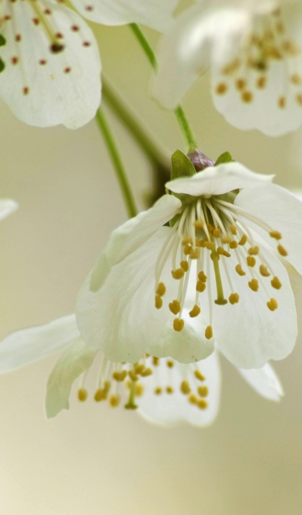 Белые весенние цветы вишни с зелеными листьями 