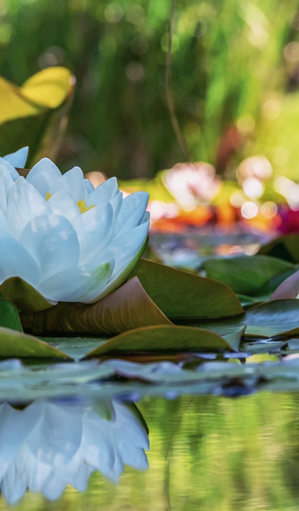Белые цветы водяной лилии отражаются в воде