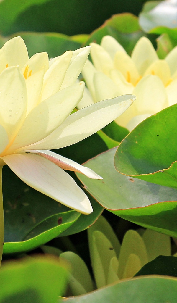 Белые цветы водяной лилии в зеленых листьях