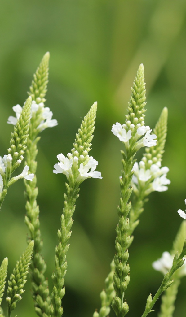 Белые полевые цветы на зеленом фоне