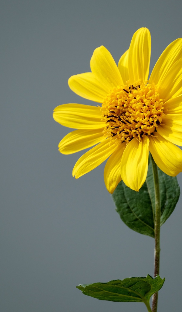 Желтый цветок топинамбура на сером фоне