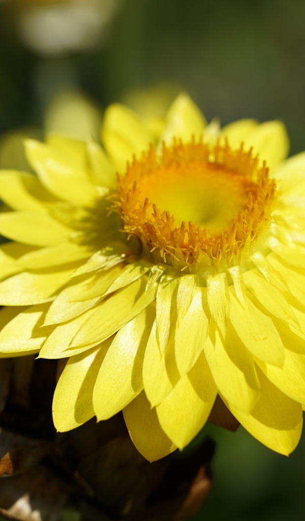 Желтый Xerochrysum крупным планом