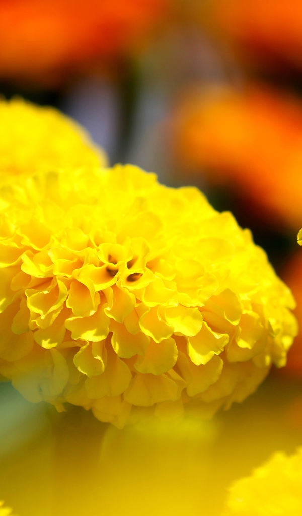 Желтые красивые бархатцы