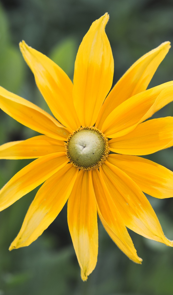 Желтый красивый цветок рудбекия  крупным планом 