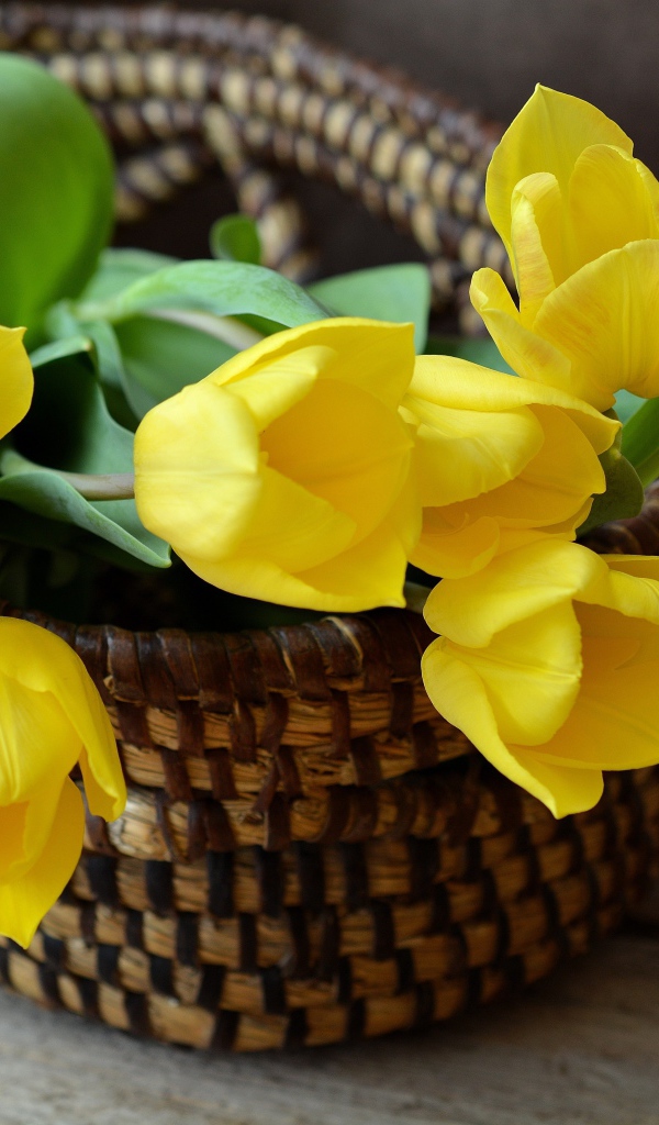 Желтые яркие цветы тюльпана в корзине