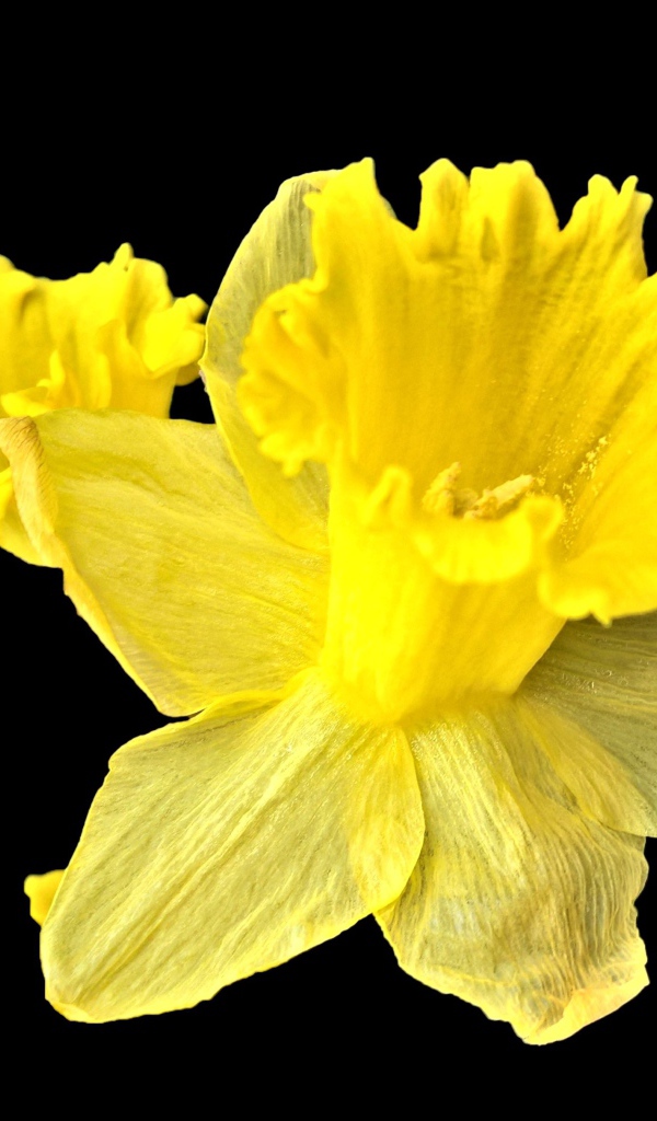 Желтый цветок нарцисса на черном фоне крупным планом