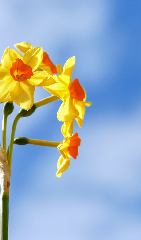 Желтые нарциссы на фоне голубого неба 