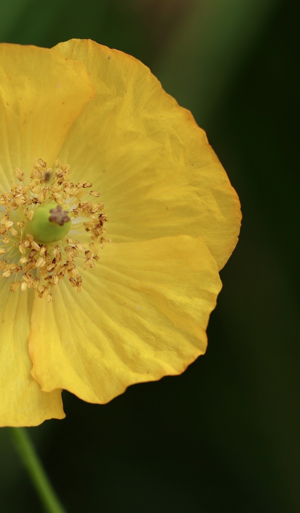 Желтый полевой мак крупным планом 