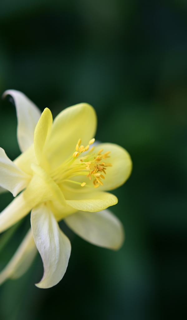 Желтый цветок водосбор крупным планом