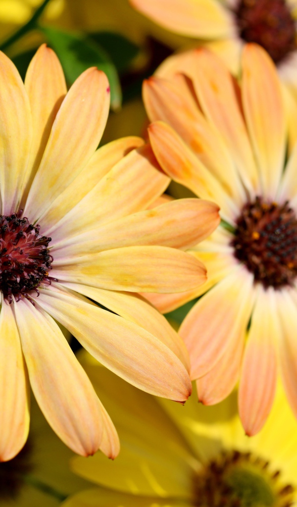 Желтые цветы  Остеоспермум крупным планом 