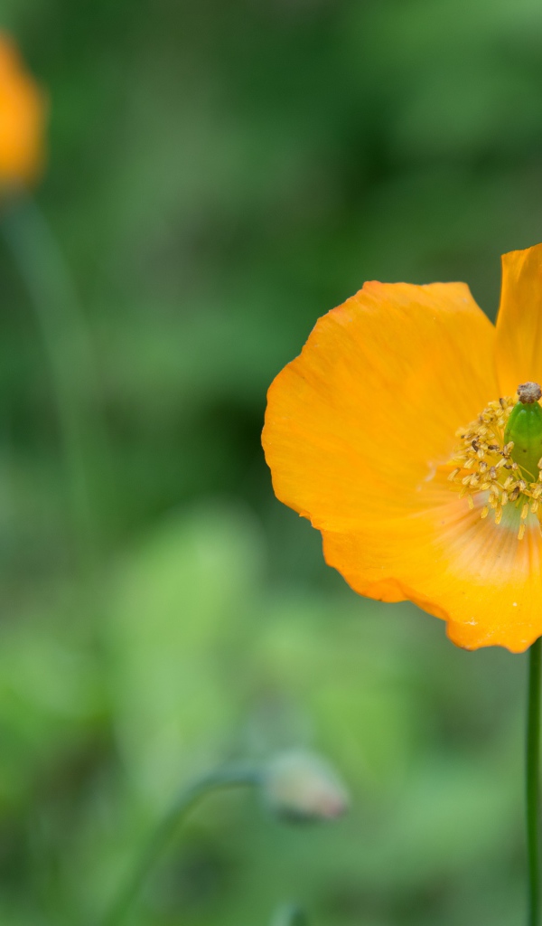 Желтые цветы эшшольция крупным планом