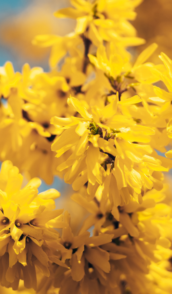 Желтые цветы Форзиция крупным планом 