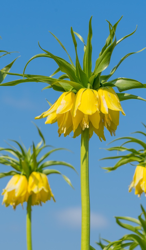 Желтые цветы рябчики на фоне голубого неба