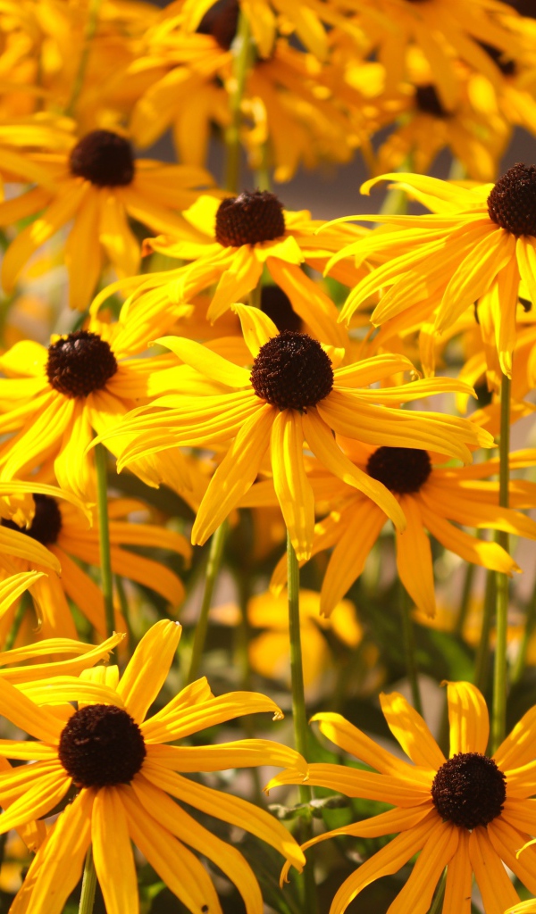 Желтые цветы рудбекия на клумбе 