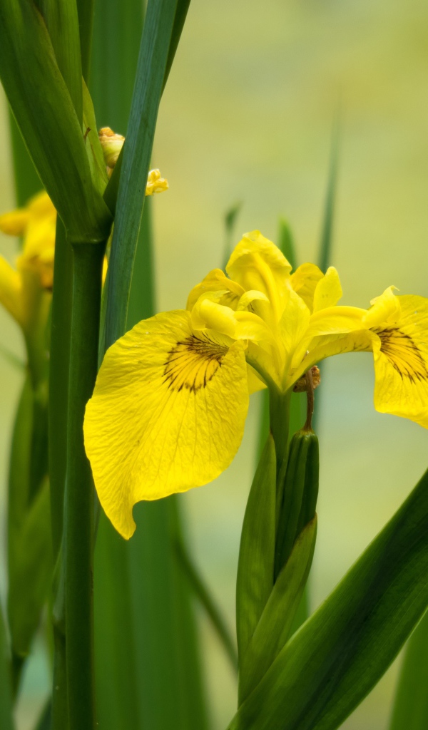 Желтые цветы ириса в зеленых листьях