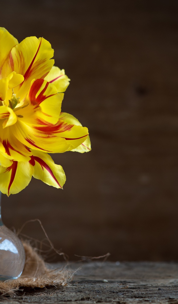 Желтый пышный цветок тюльпана в стеклянной вазе