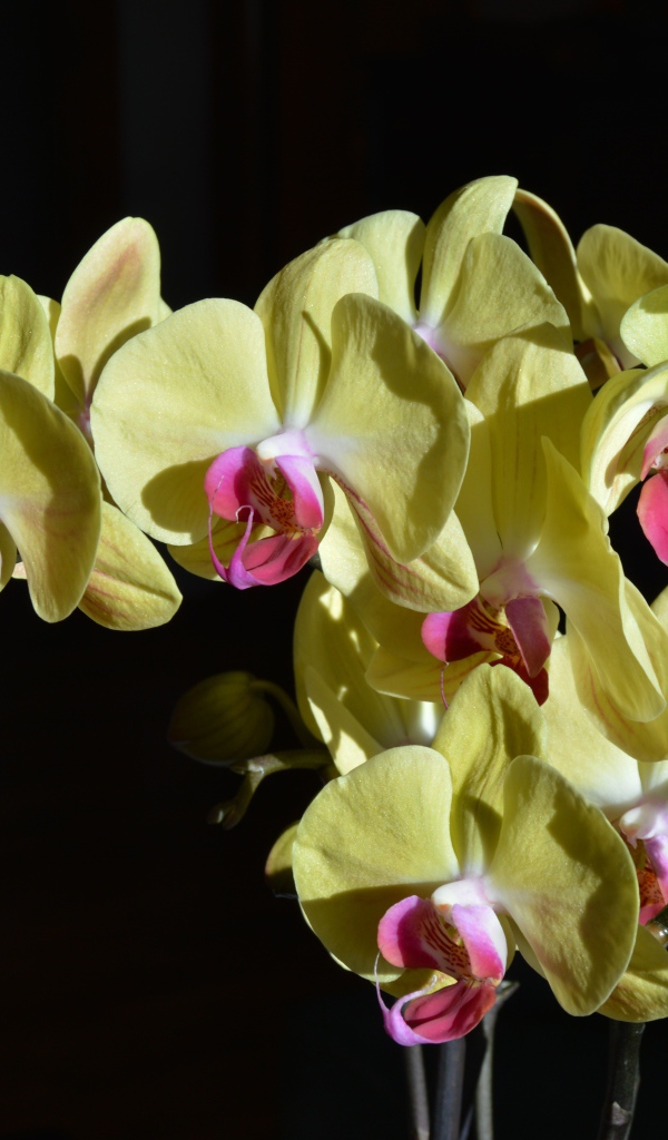 Желтые орхидеи с розовой серединкой на черном фоне