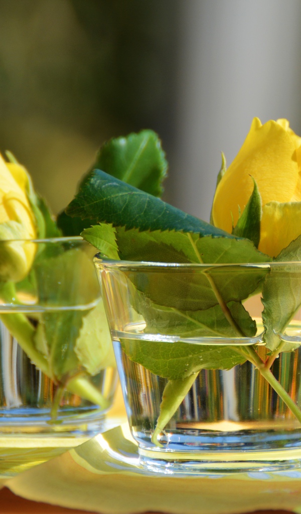 Желтые цветы розы в стеклянных стаканах