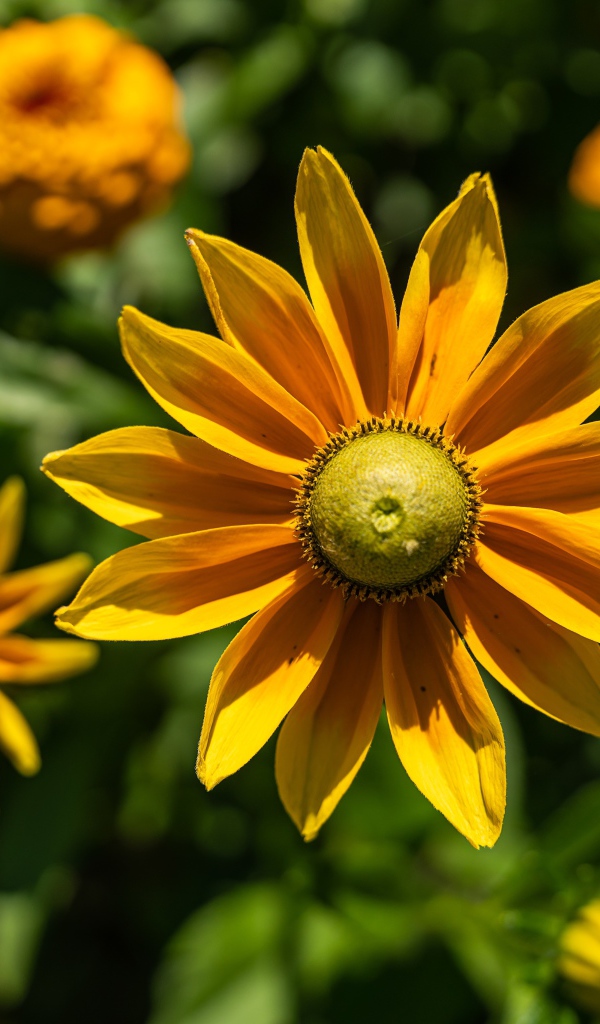 Желтый цветок рудбекия с бутонами крупным планом 