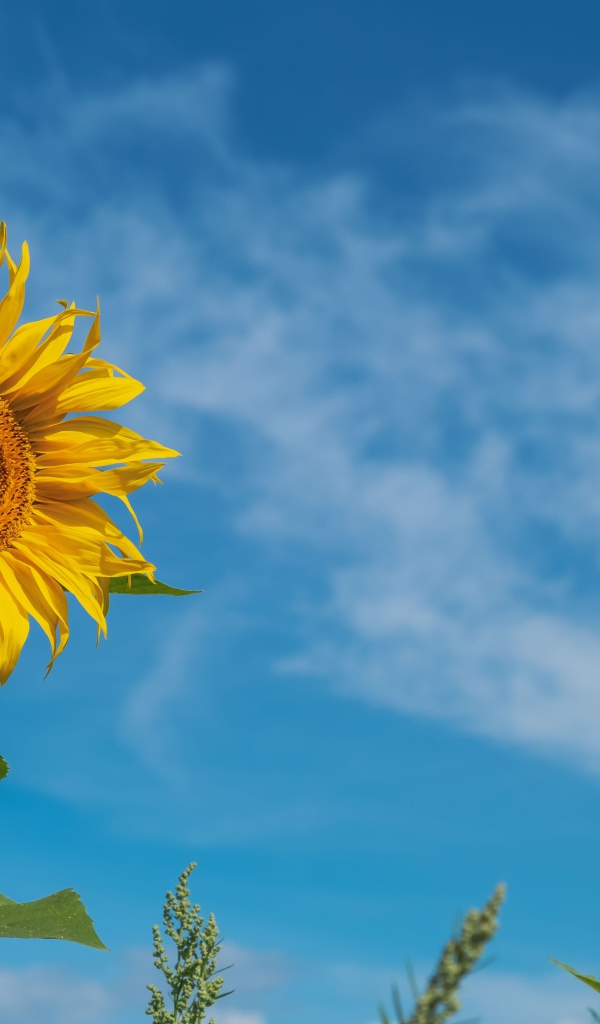 Yellow summer sunflower flower on blue sky background