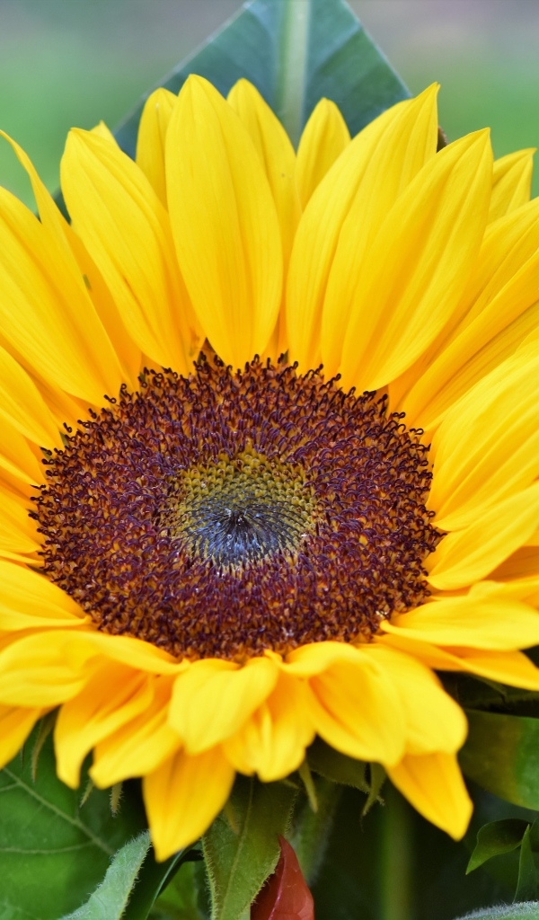 Желтый цветок подсолнуха в зеленых листьях крупным планом