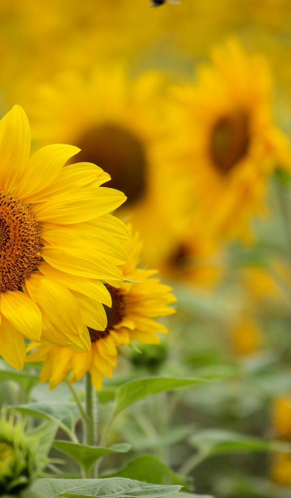 Желтые цветы подсолнуха с бутонами на поле