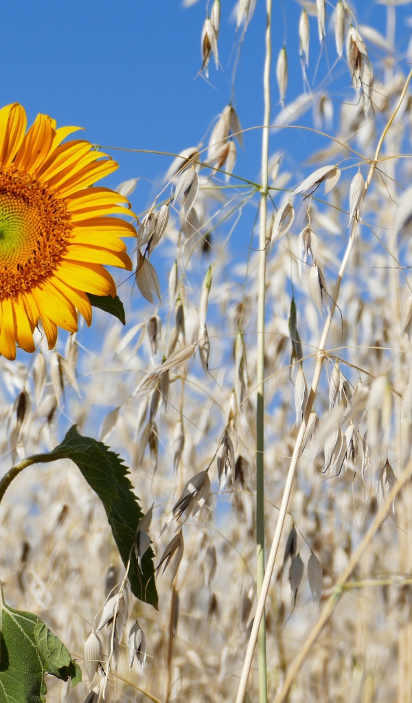 Желтый подсолнух на поле с колосьями 