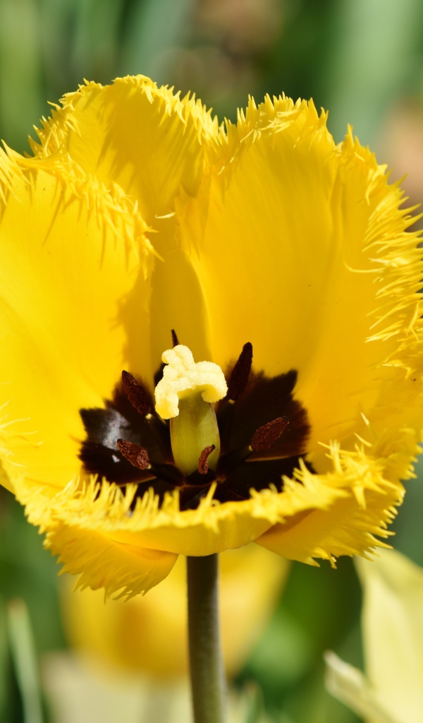 Желтый тюльпан в лучах солнца