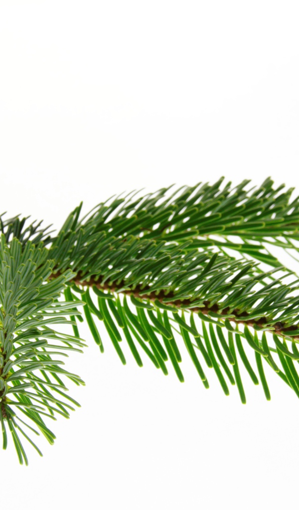 Зеленая ветка ели на белом фоне 