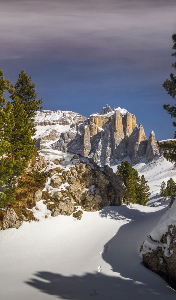 Ели на заснеженной вершине горы