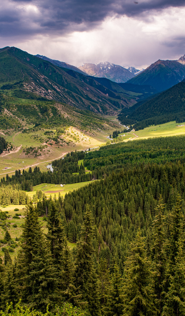 Зеленые ели покрывают высокие горы 