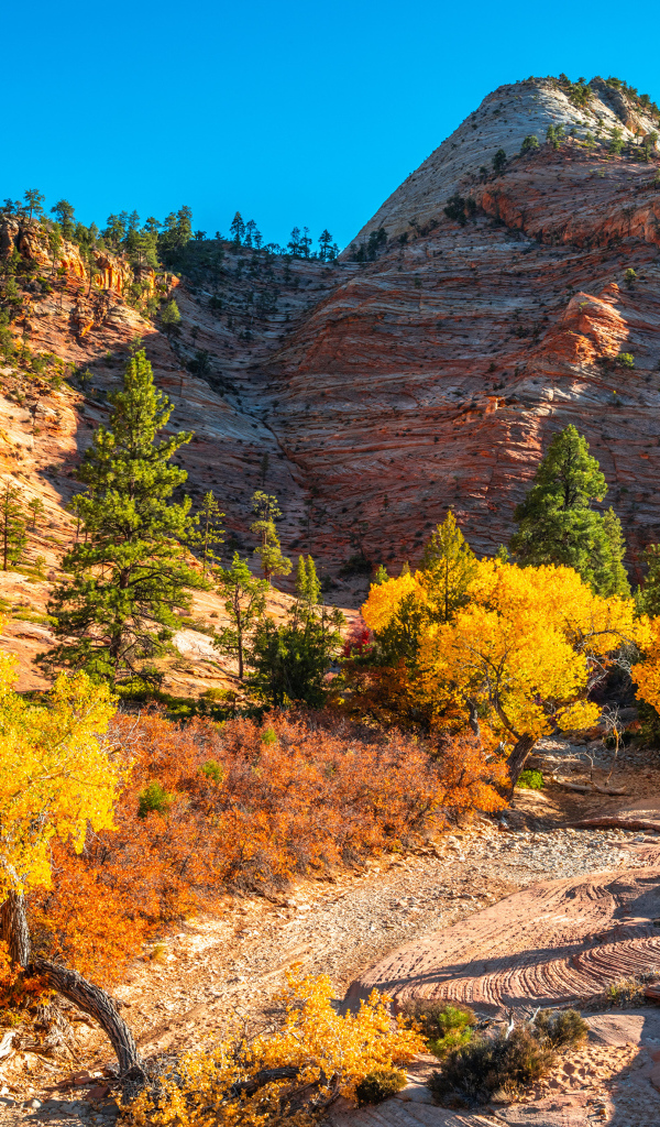 Горы с деревьями в лучах яркого осеннего  солнца 