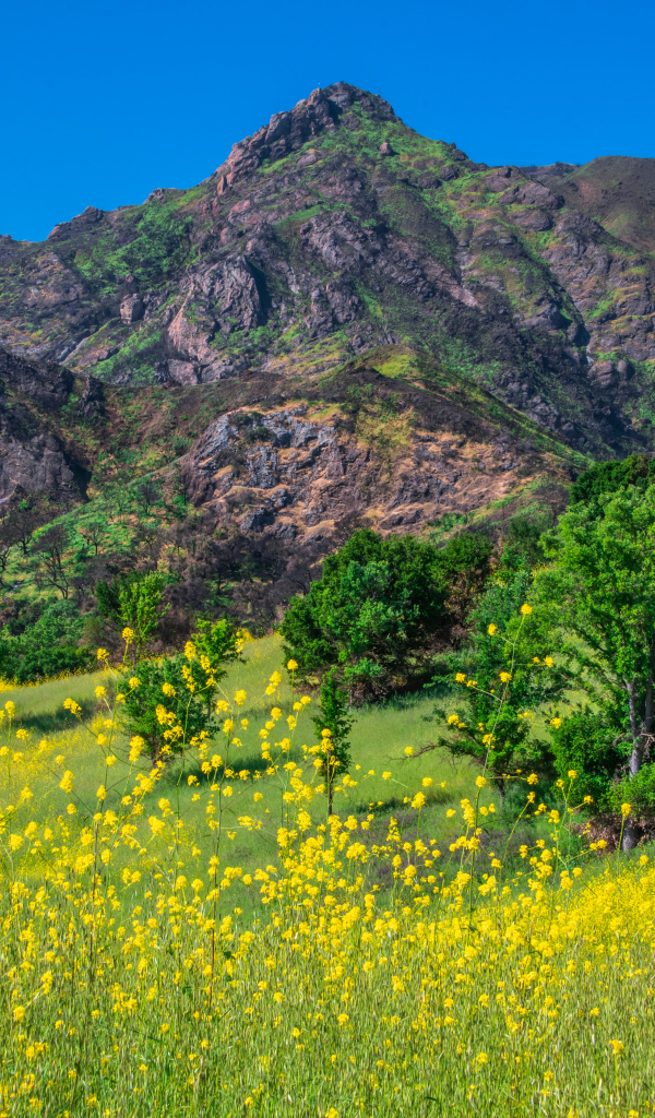 Желтые цветы и зеленая трава у подножия горы