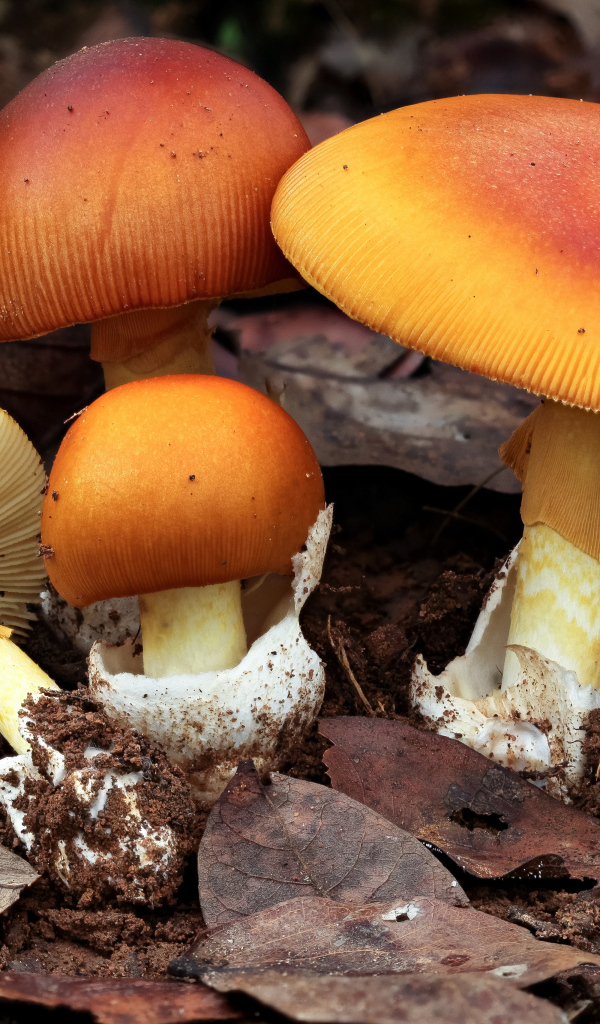 Autumn mushrooms grow in fallen leaves