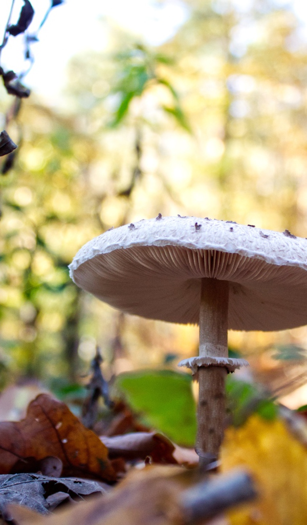 Beautiful white mushroom in the forest with dry leaves