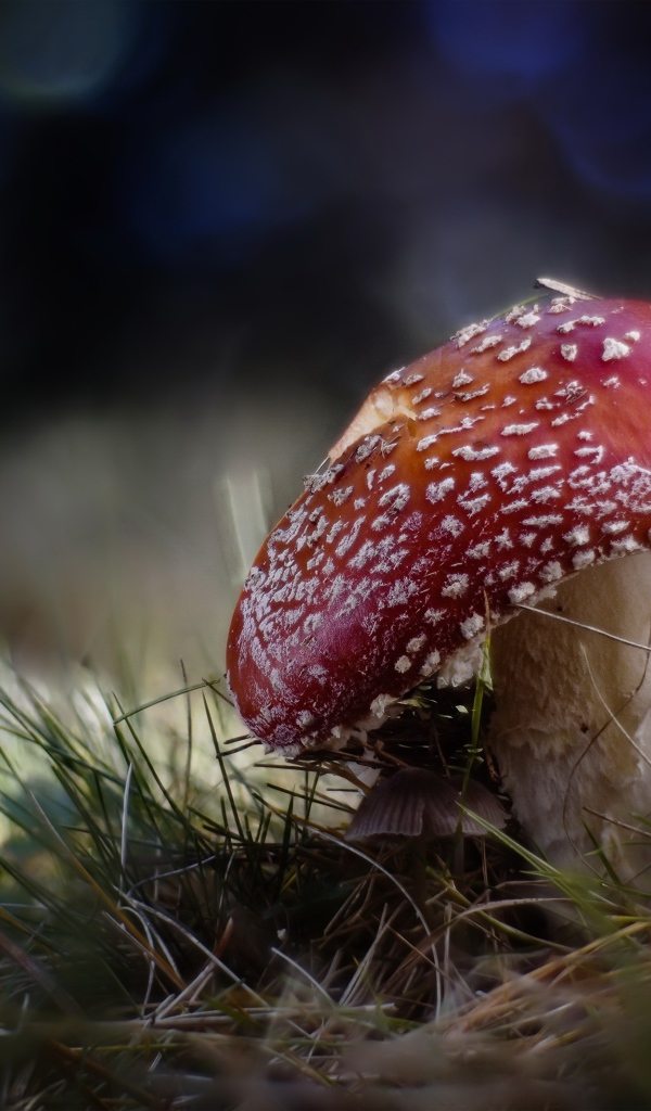 Большой красный мухомор растет на траве