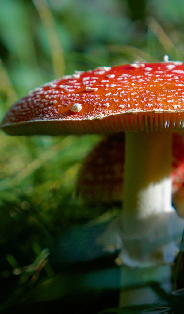 Big red fly agaric with small ones in the forest