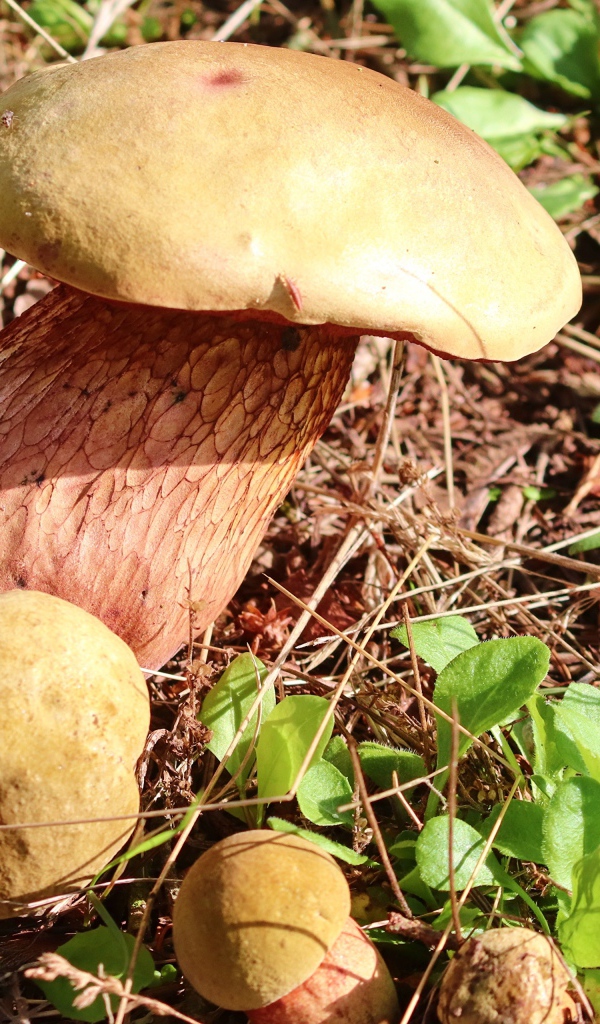 Большой белый гриб на траве в лесу